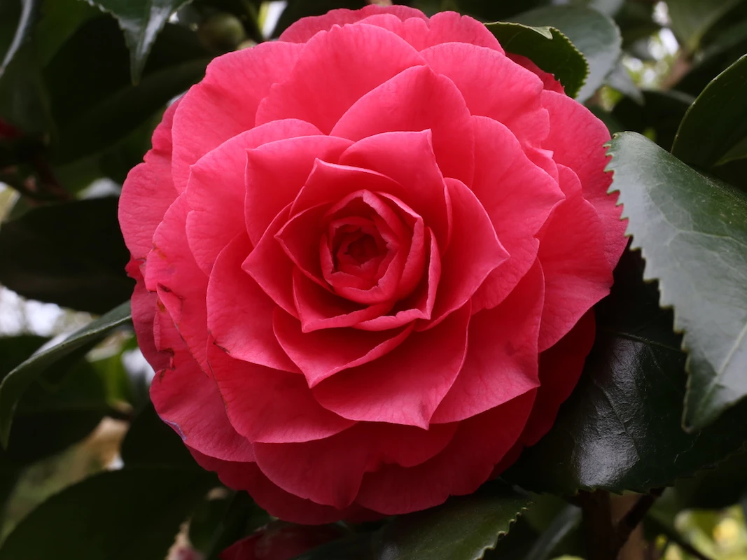 Sport of C. japonica Contessa Lavinia Maggi